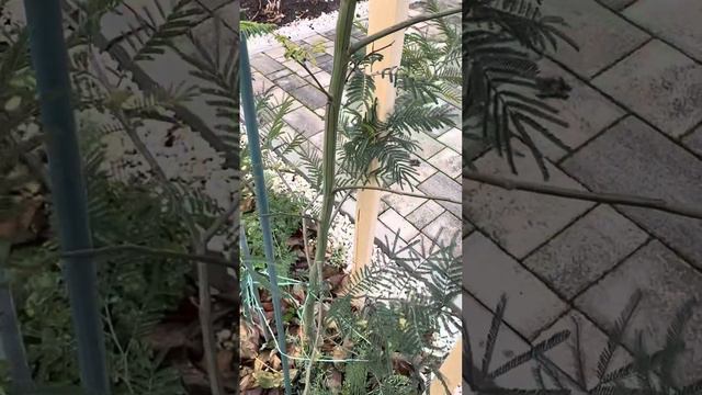 Мимоза в Краснодаре смотреть онлайн