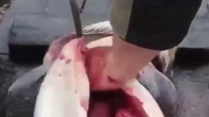 Как разделать нельму