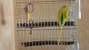 КРАСИВОЕ ВЕСЕННЕЕ ПЕНИЕ ПОПУГАЯ/ПОЮЩИЙ ПОПУГАЙ/ПЕНИЕ ПТИЦ/ГОЛОСА ПТИЦ/зеленый попугайчик TV