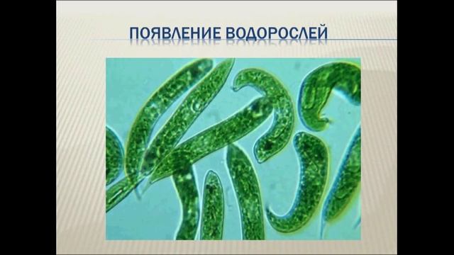 Происхождение растений. Урок биологии. смотреть онлайн