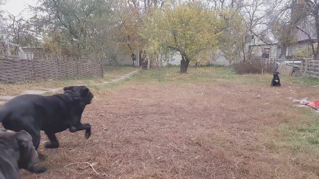 Cane Corso vs Dogo Argentino: A Tale of Two Breeds смотреть онлайн