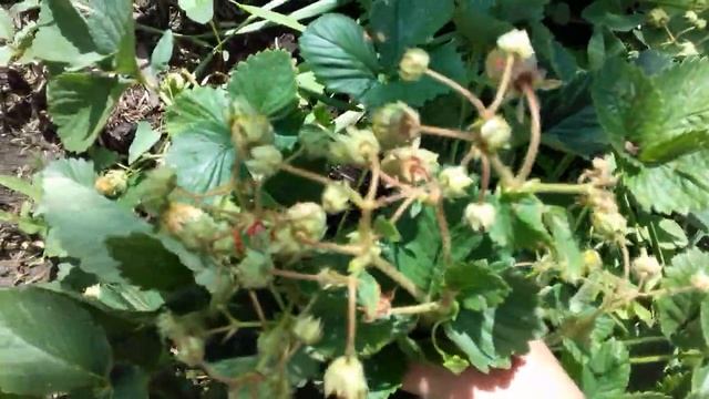 Клубника "Сенсация, Купчиха и тд." смотреть онлайн