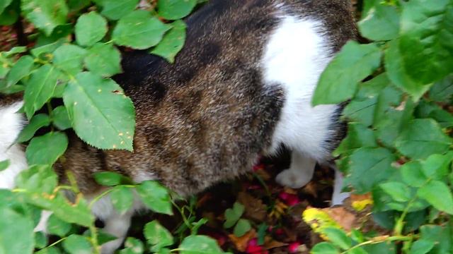 Homeless cat lives in the park and wants food from me смотреть онлайн