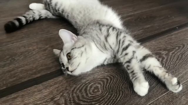 Счастливая кошка Ириска беззаботная жизнь кошки