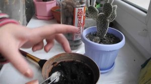 Как спасти кактус - опунцию мелколистую?