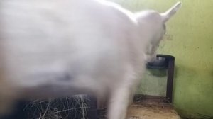 Удалённый Дополнительный СОСОК на вымени КОЗЫ ?Что стало с выменем