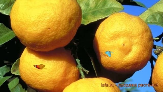 Цитрус обыкновенный Лайм Рангпур (laym rangpur) ? обзор: как сажать, саженцы цитруса Лайм Рангпур смотреть онлайн