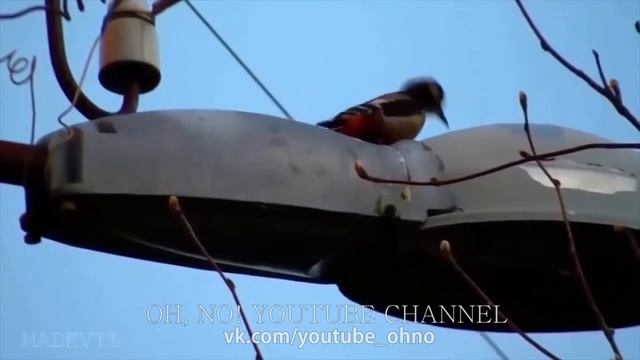 OH, NO #83 - Подборка юмора и приколов. Реклама Mercedes. Неудачное селфи. Утопил машину. смотреть онлайн