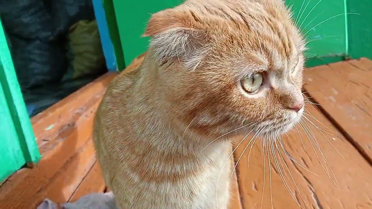 Деревенская жизнь. Будни . смотреть онлайн