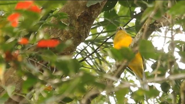 Orange Breasted Trogon, Species Of Sumatra