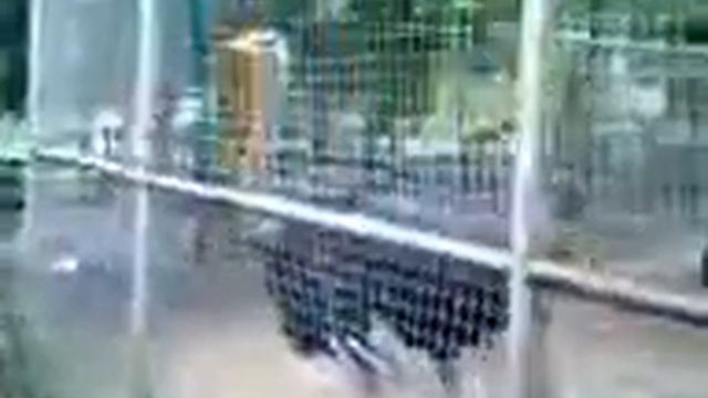 The ostrich or common ostrich (Struthio camelus) is large flightless birds смотреть онлайн