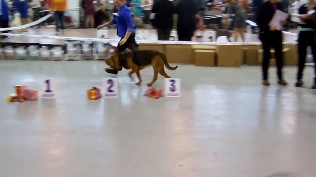 053сука класс юниоров 3 смотреть онлайн