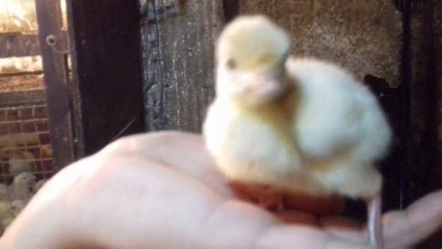 Продаём цыплят,индюшат разных пород и возрастов. смотреть онлайн