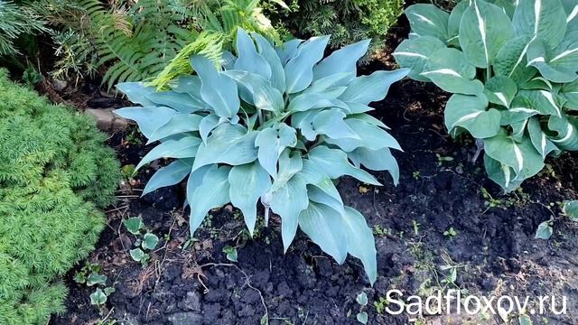 Голубая хоста Астрал Блисс (Astral Bliss) в моем саду смотреть онлайн