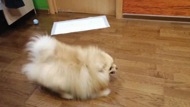 ДРИФТ ОТ ШПИЦА / DRIFT FROM POMERANIAN смотреть онлайн