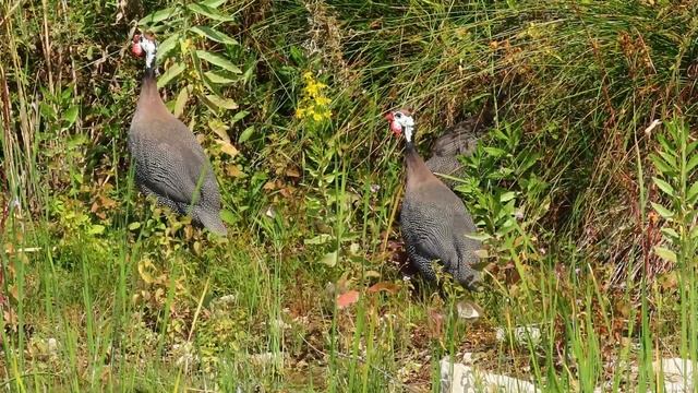 Biserka , Numida meleagris , Helmeted Guineafowl -- Birds of Croatia смотреть онлайн