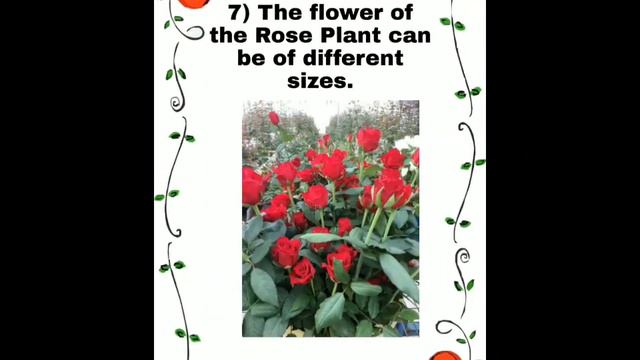 Essay On ROSE Flower | 10 lines on ROSE flower| Fancy Dress competition on ROSE flower. смотреть онлайн