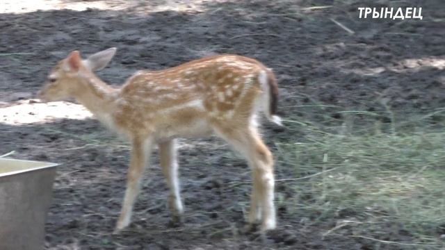 █ Лань / Олень МАЛЕНЬКИЙ / ZOO Для ДЕТЕЙ / Deer смотреть онлайн