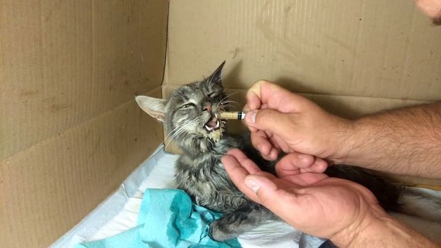 как кормить кота со сломанной челюстью. у кота поломана челюсть. кормление кота смотреть онлайн