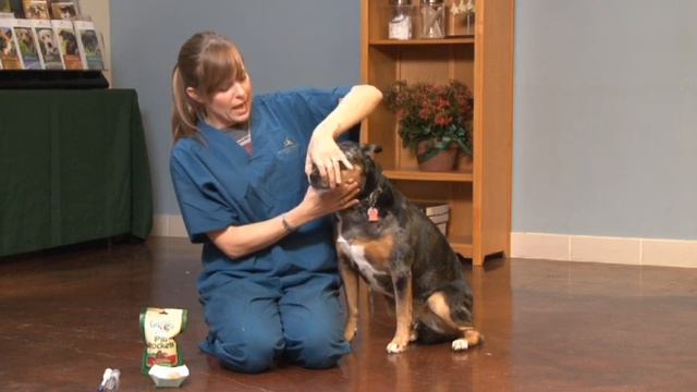 How to Pill a Dog смотреть онлайн