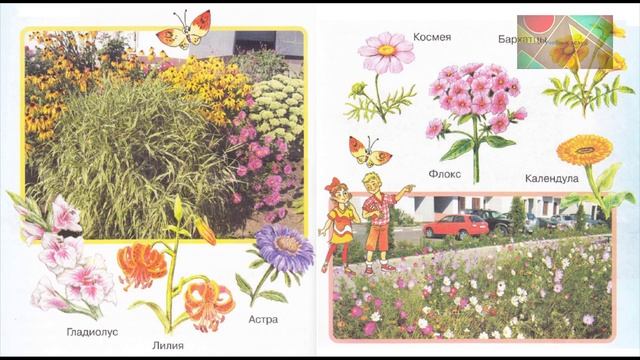 Окружающий мир 1 класс ч.2, Перпектива, с.22-23, тема урока "Чудесные цветники" смотреть онлайн