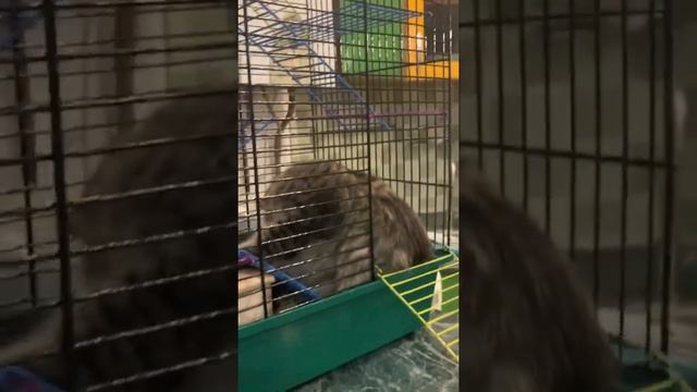 Как ты влезла в клетку глупая кошка