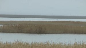 Степь. Перед снегом.