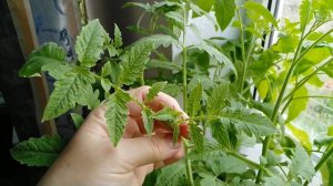 Пожелтели макушки на рассаде томатов?