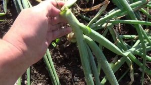 Как вырастить лук СЕВОК на головку| Все ответы на ваши вопросы в одном видео