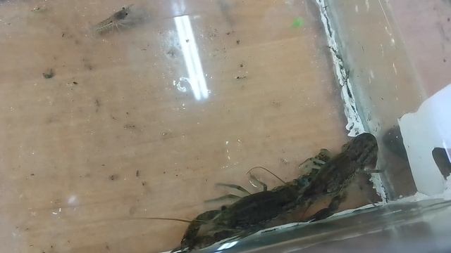 Мраморный рак или рак девушка, кто он такой и чем опасен если попадет в наши местные водоемы.