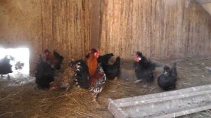 КУРЫ БЕНТАМКИ / В хозяйстве Березино. Все о бентамках! Советы по содержанию и яйценоскость.