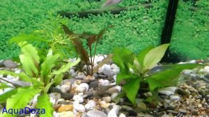 Данио. Совместимость аквариумных рыбок.