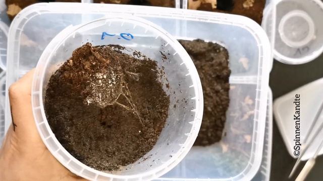 Trapdoor spider / Liphistius bicoloripes rehousing / Unboxing смотреть онлайн
