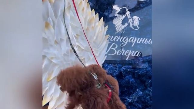 Teacup Teddy Poodle Ти-кап Тэдди пудель , микро щенки у нас новый помет +79788401270