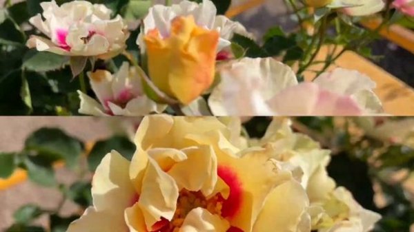 Гибрид р  персидской `See You In Purple` (`Си Ю Ин Пёрпл`)