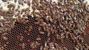 Как сделать маленькие пчелиные отводки и получить с них много мёда