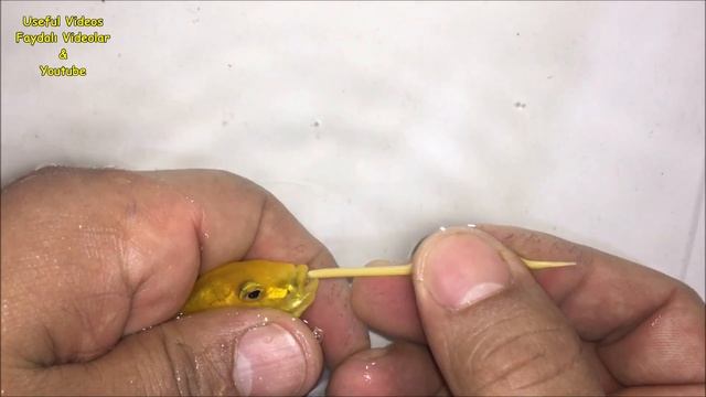 3 Mother Electric Yellow Cichlid fish gives birth to 82 baby fish ???? смотреть онлайн