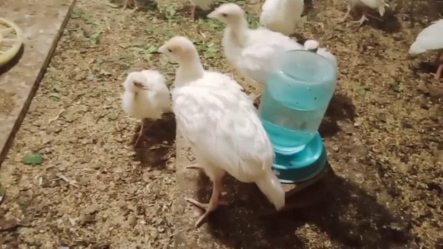 Небольшые переделки /индюки /бройлеры. смотреть онлайн
