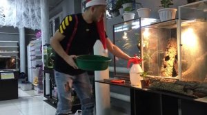 Фельзума мадагаскарская содержание. Террариум для Phelsuma grandis. Варан сальватор, кормление.