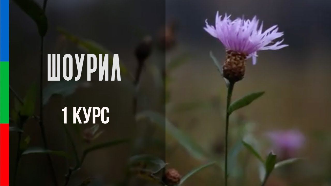 ДО12 Журавлев шоурил 1 семестр