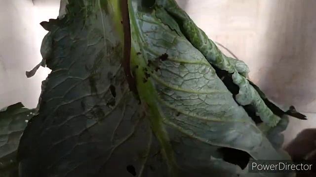 чтобы куры неслись и зимой буду давать им это так! смотреть онлайн