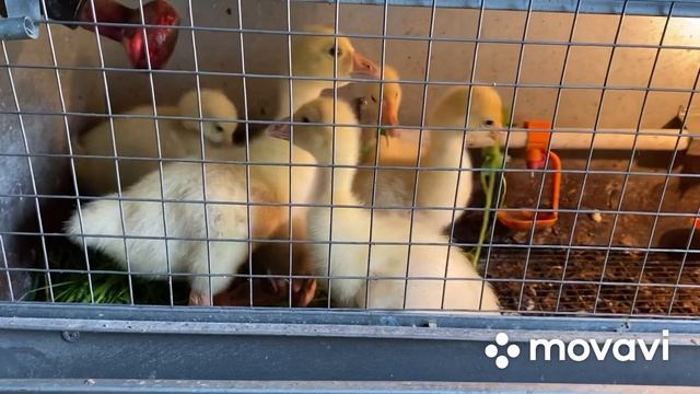 Ловля Карпа