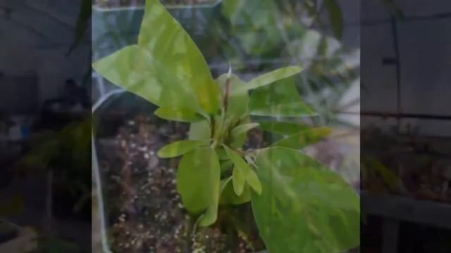 Codariocalyx motorius / Desmodium gyrans "pianta danzante" смотреть онлайн