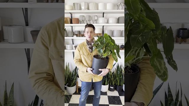 Philodendron Burle Marx Care смотреть онлайн