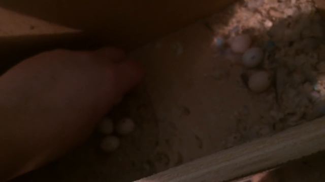 Как определить оплодотворенные яйца волнистых попугаев смотреть онлайн