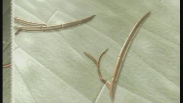 Фузариоз колоса пшеницы (Fusarium Cuimorum, Fusarium Graminearum)