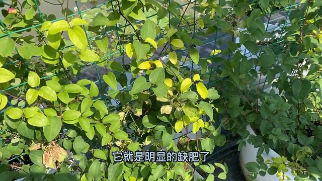 很多花友养的铁线莲会黄叶子，本期给大家讲讲原因 смотреть онлайн