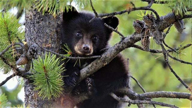 ✔ *Важно* «Послание с Альфа - Центавра !» *Бог* ~ смотреть онлайн