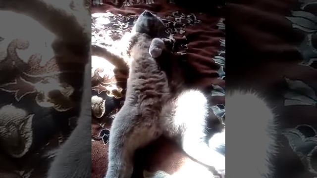 Светлана и кошка Плюша смотреть онлайн