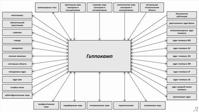 11.25.4 Подробное разъяснение. Гиппокамп. Часть четвертая смотреть онлайн
